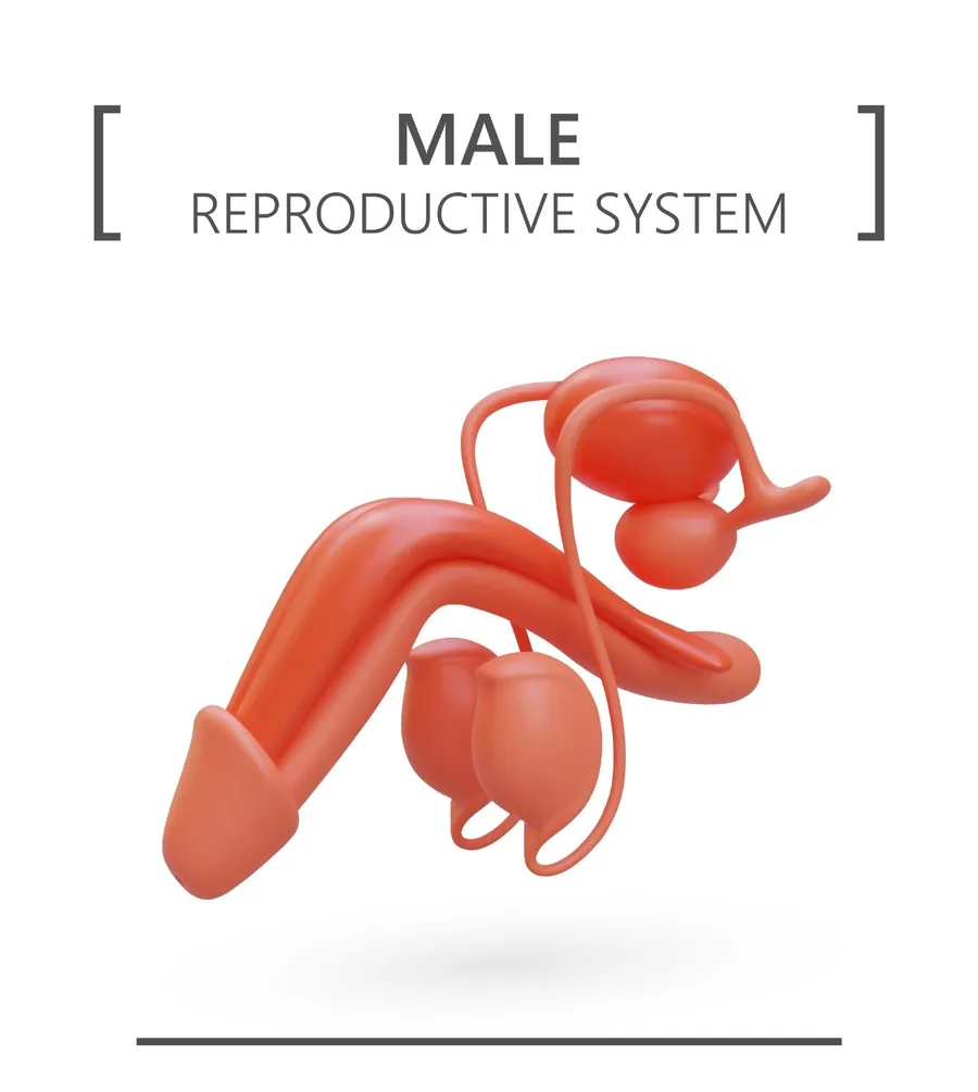 Simplified 3D model of the male reproductive system showing the penis, testes, bladder and seminal vesicles