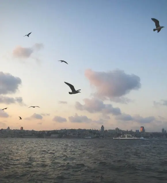 Seagulls over the Bosphorus at dusk, Istanbul